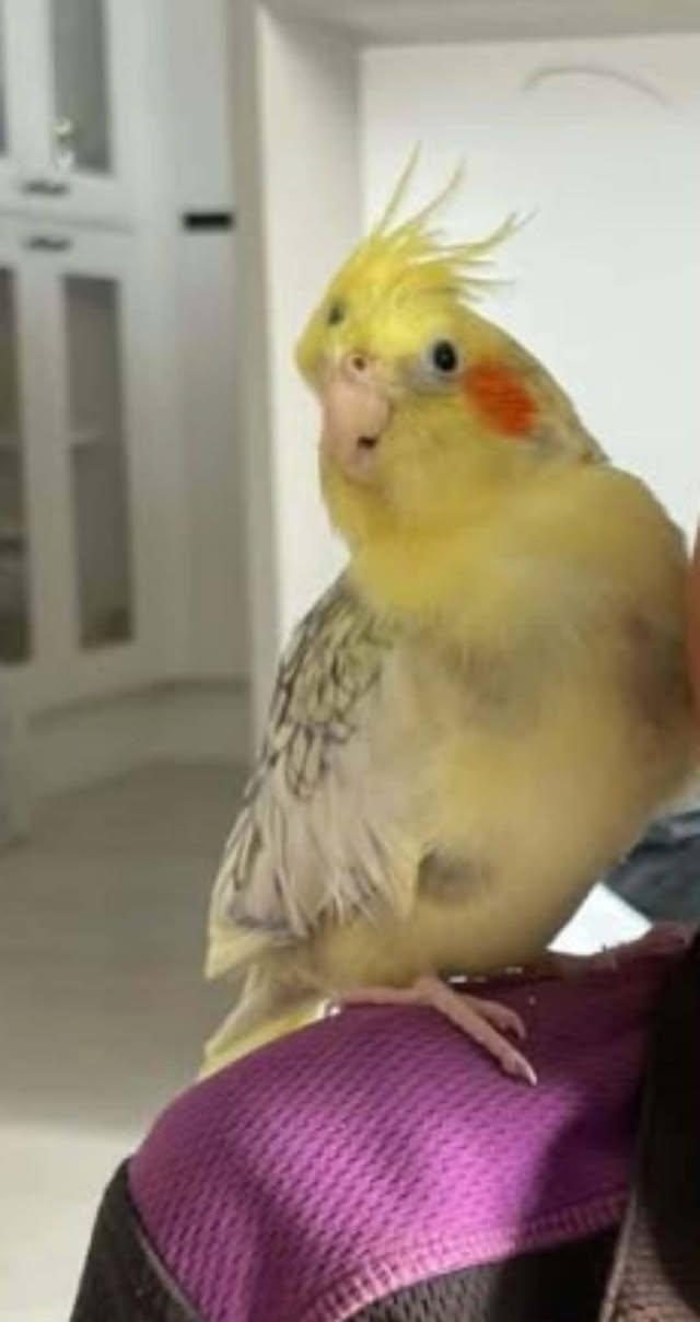 Lost bird