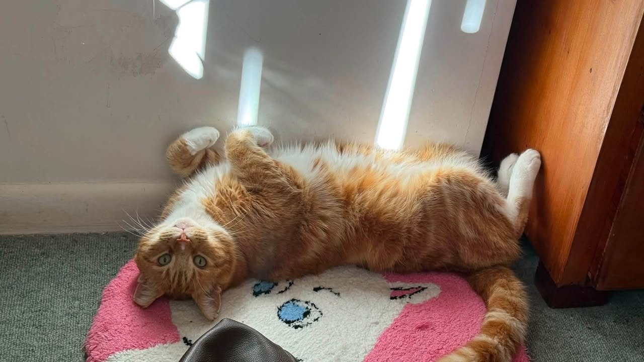 Lost cat