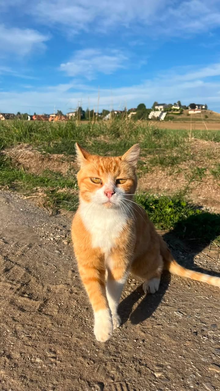 Found Cat in Cossonay