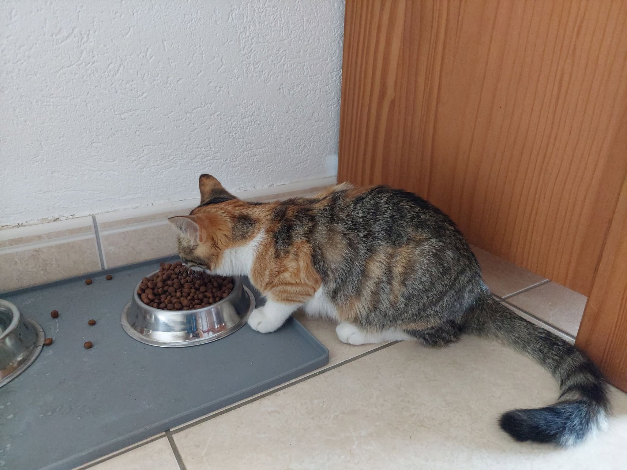 Lost Cat in La Chaux-De-Fonds