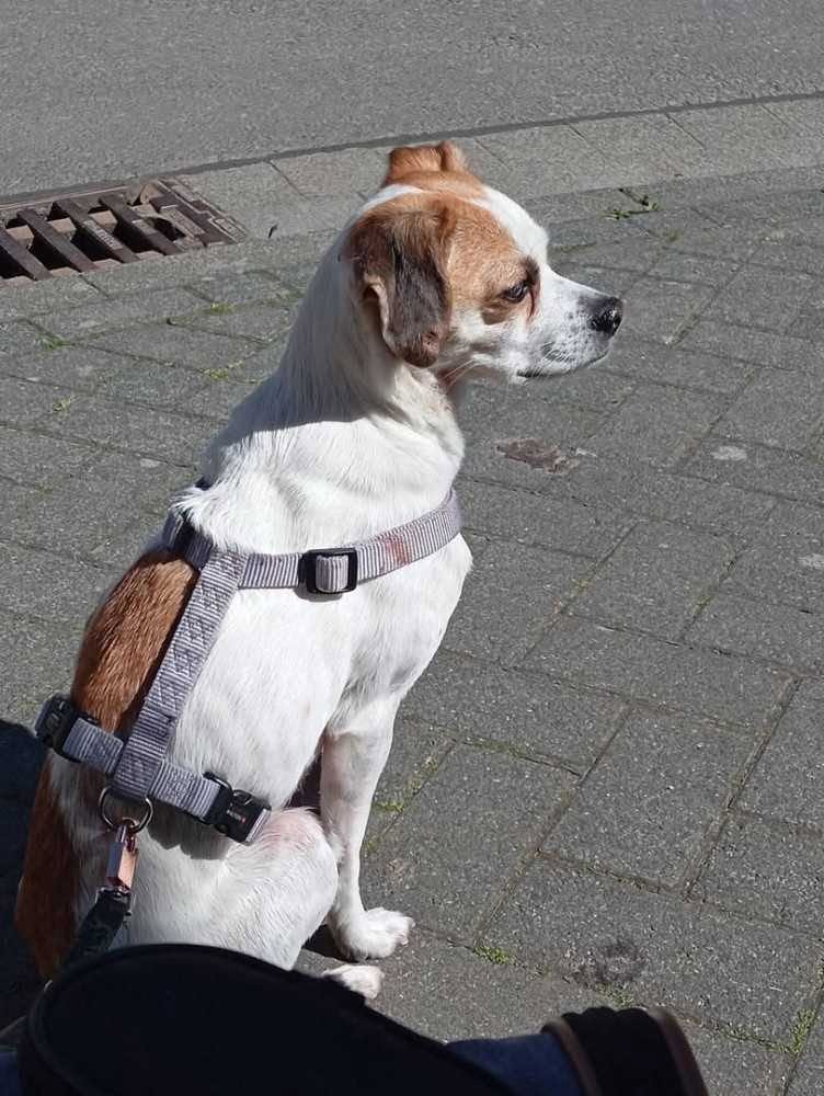 Lost Dog in Germany