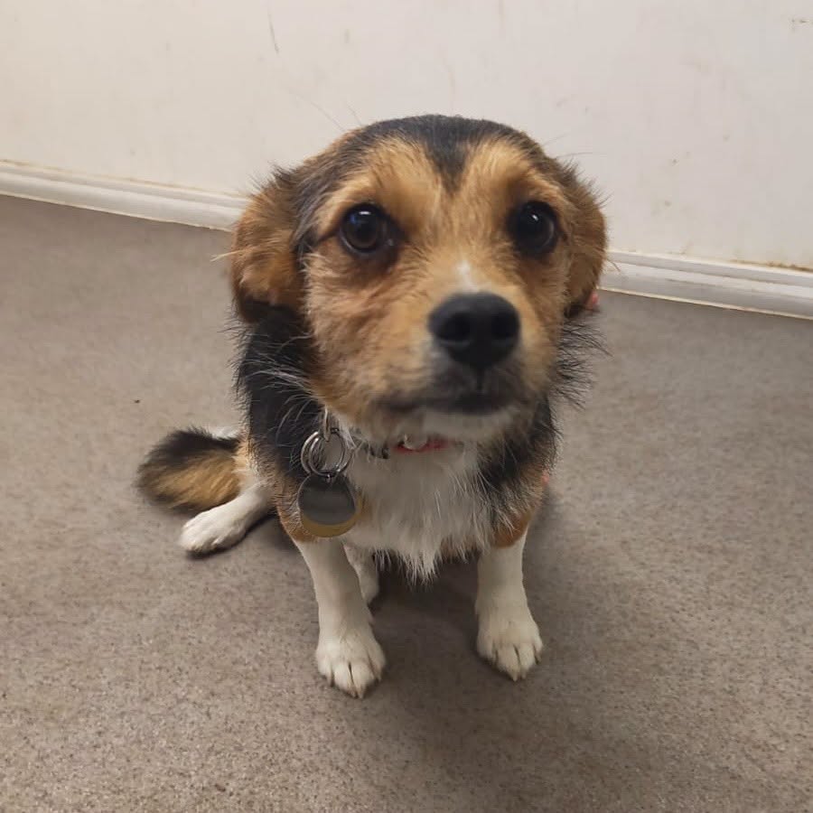 Found dog