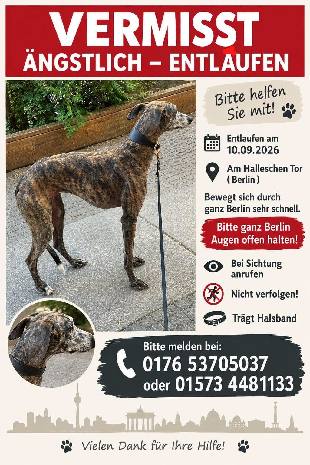 Lost dog