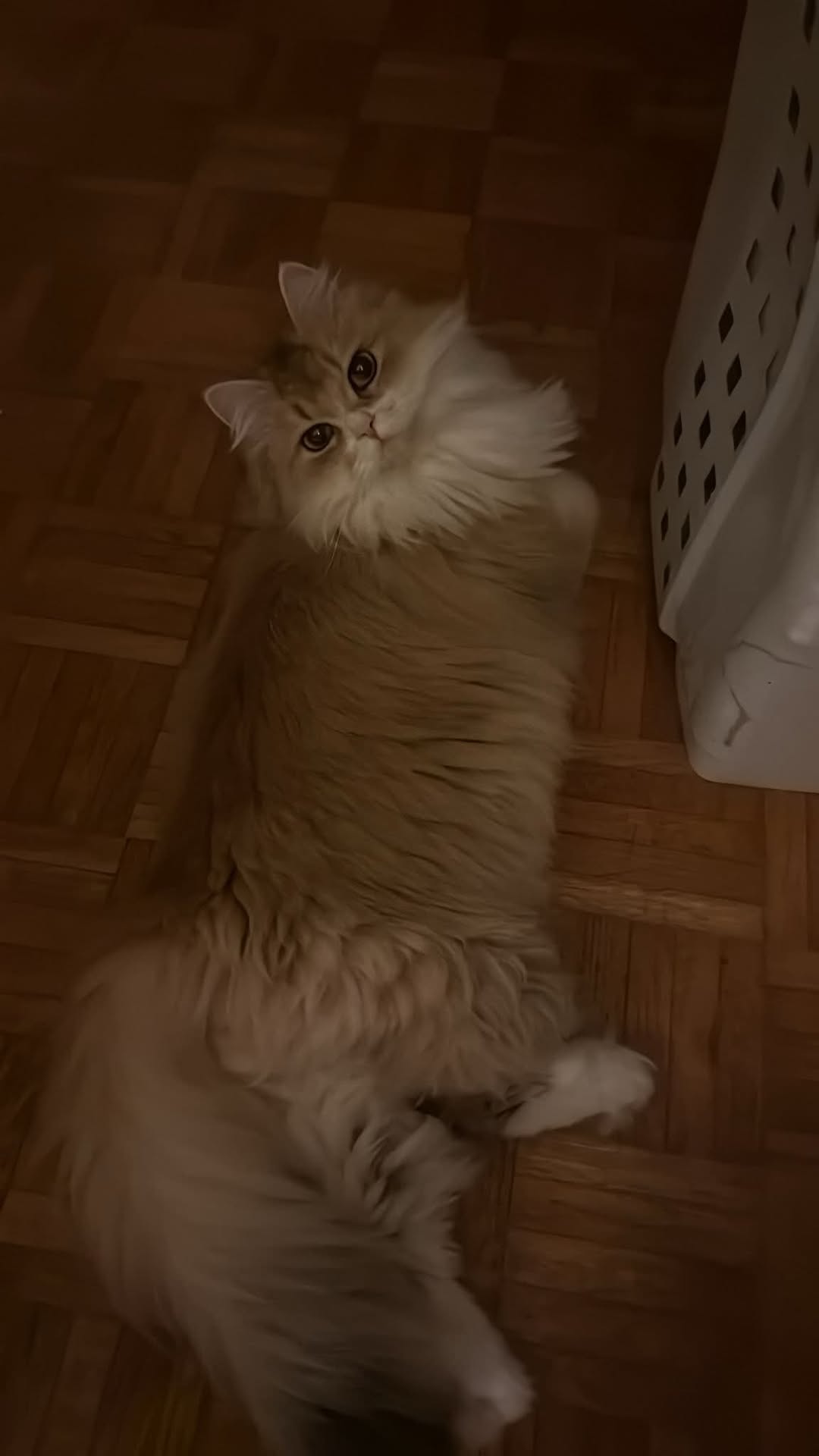 Lost Cat in ChâTelaine