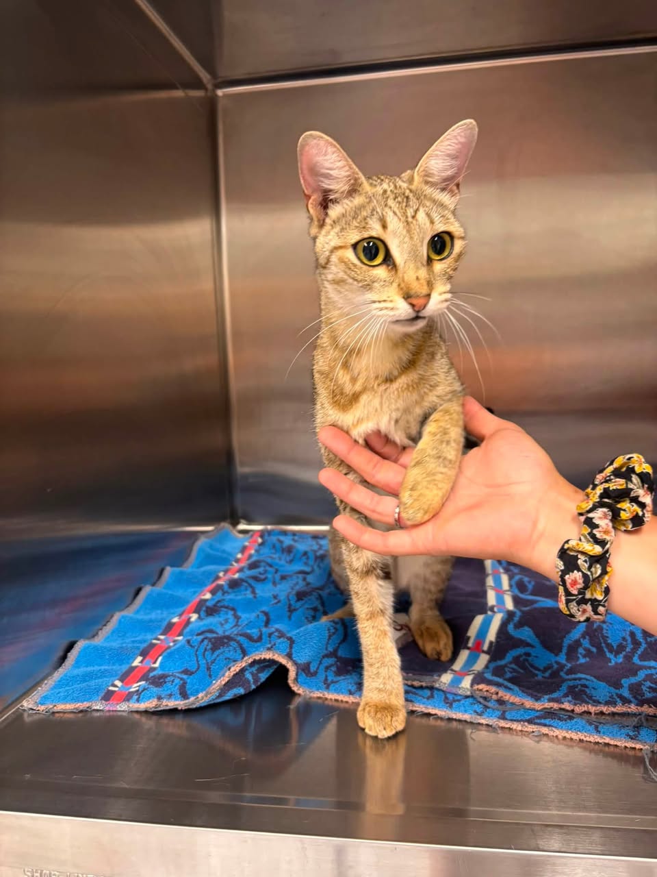 Found cat