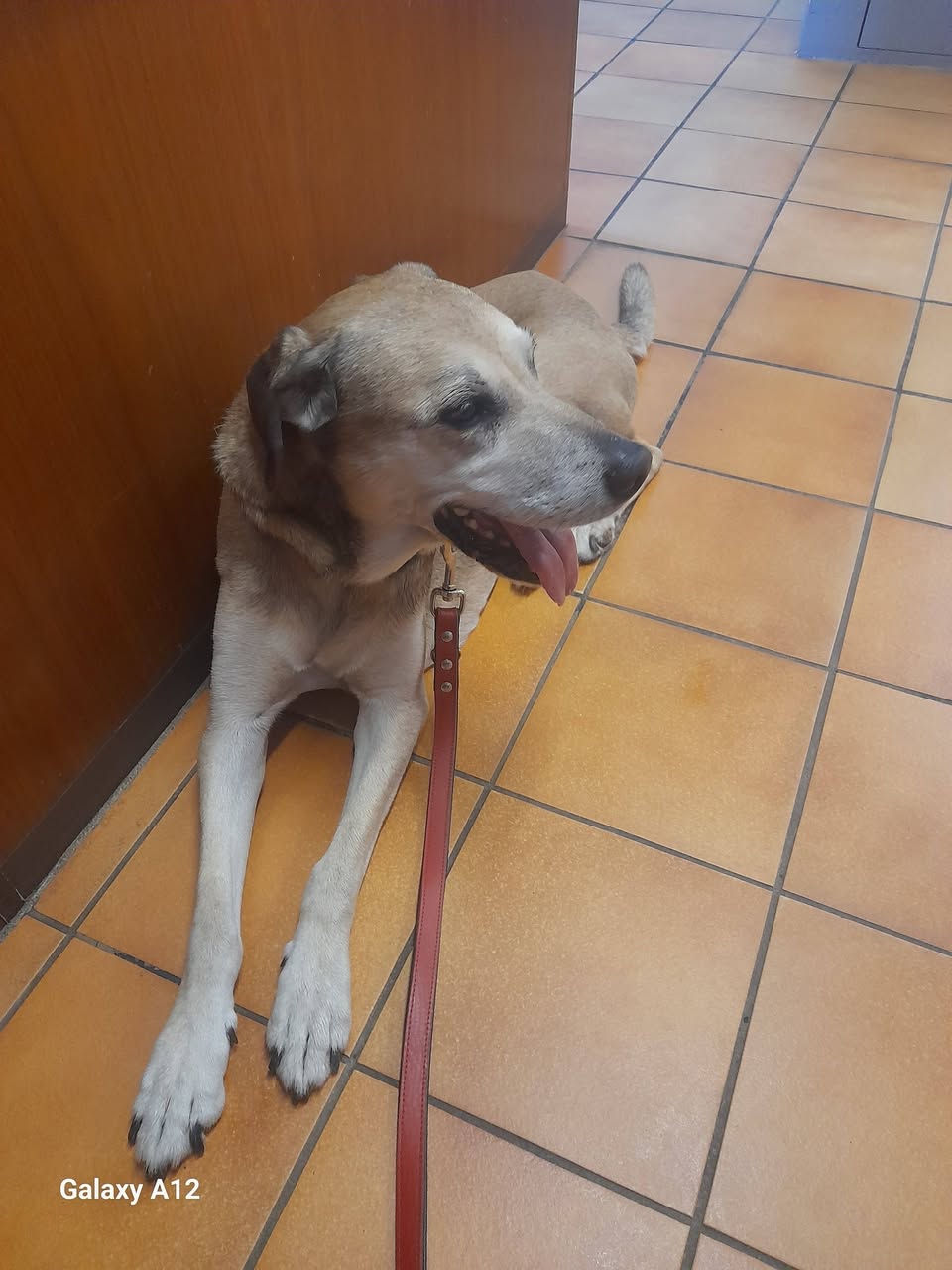 Found dog