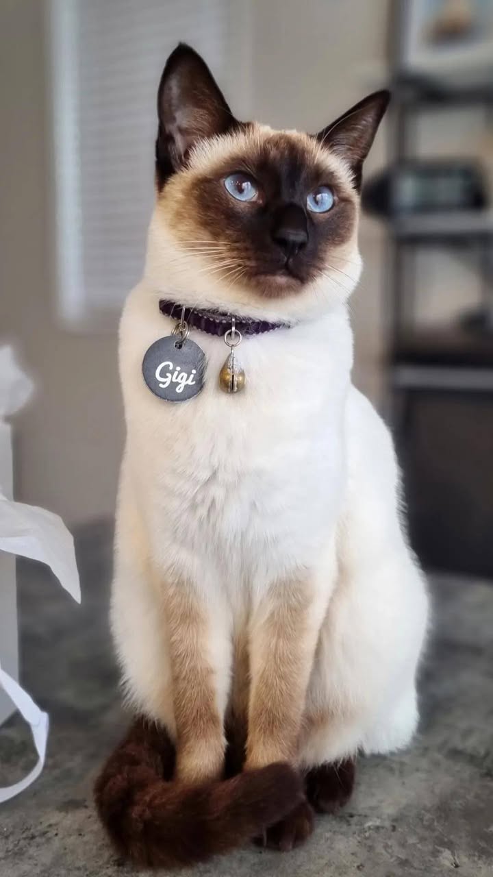 Lost cat