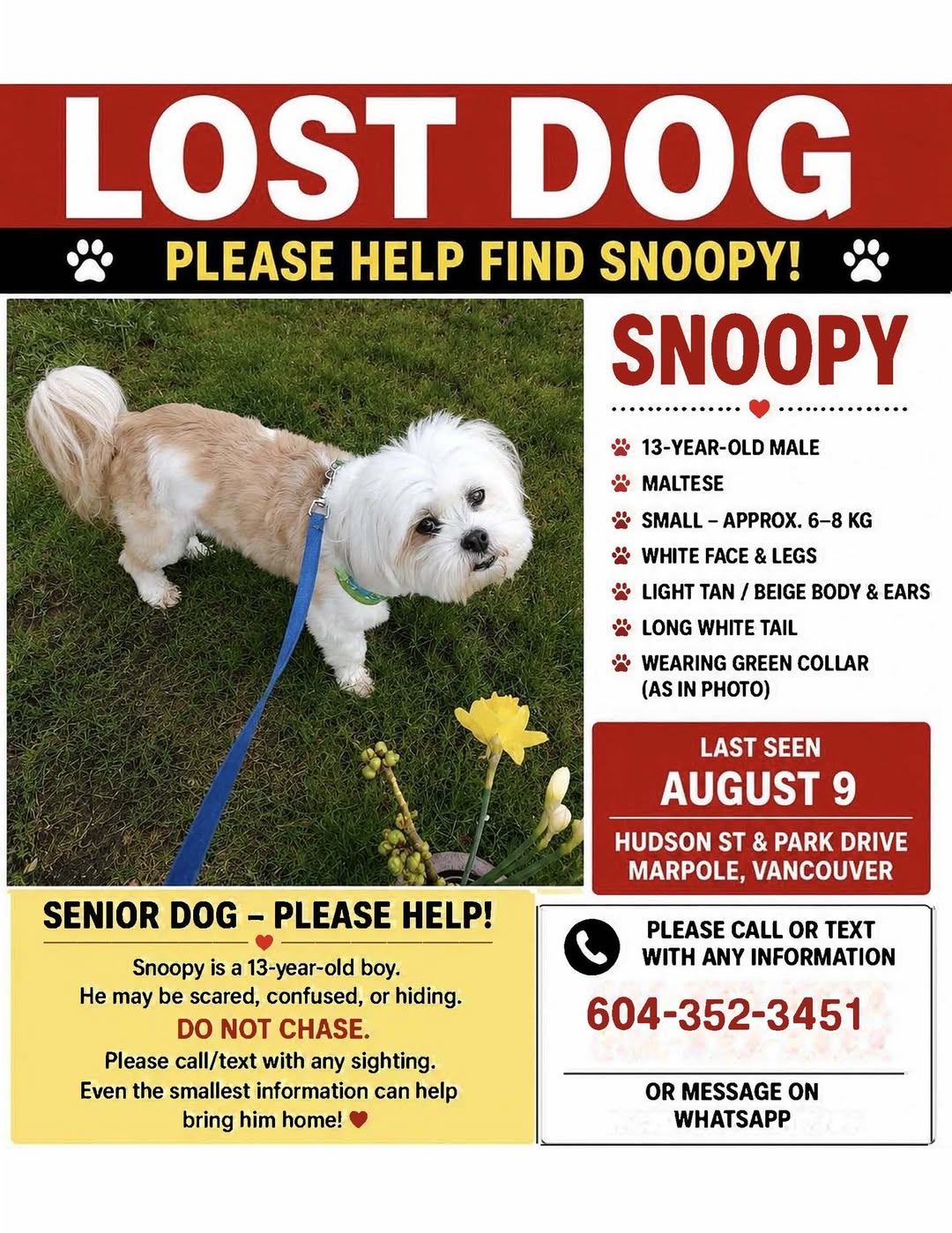 Lost dog