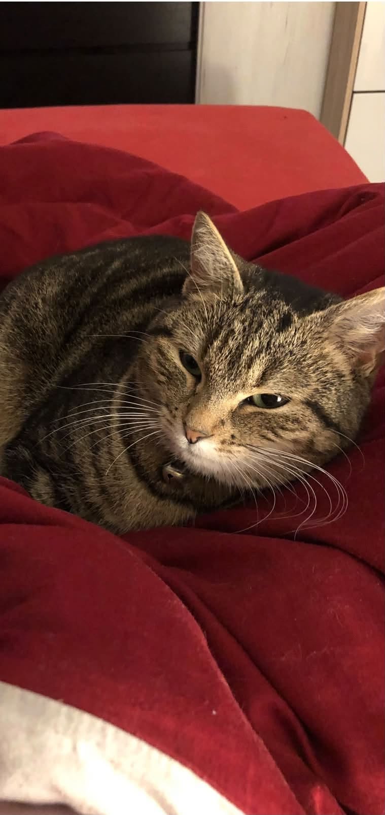 Lost Cat in Oron-La-Ville