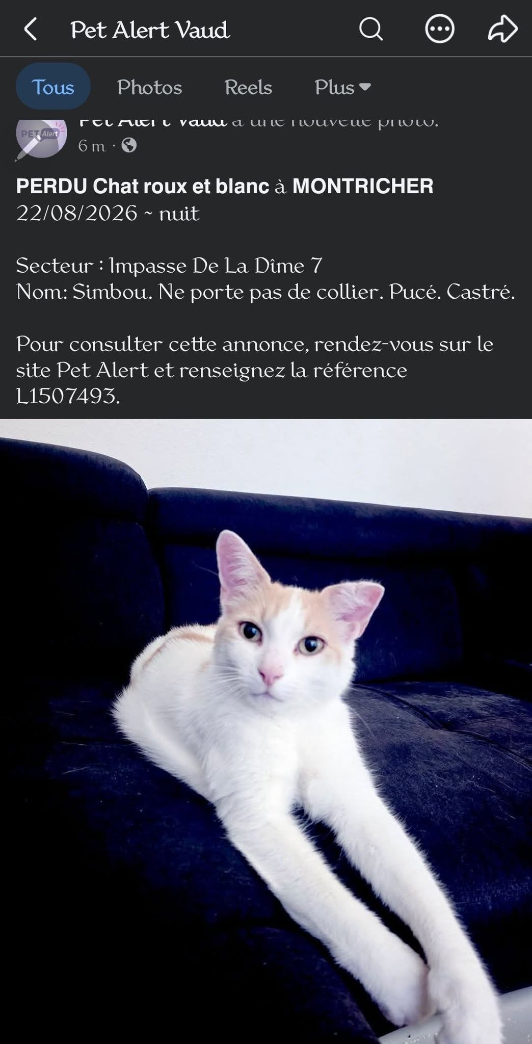 Lost Cat in Montricher
