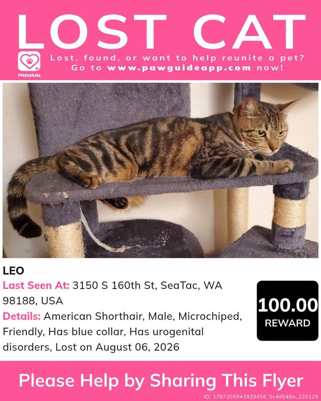 Lost Cat in SeaTac