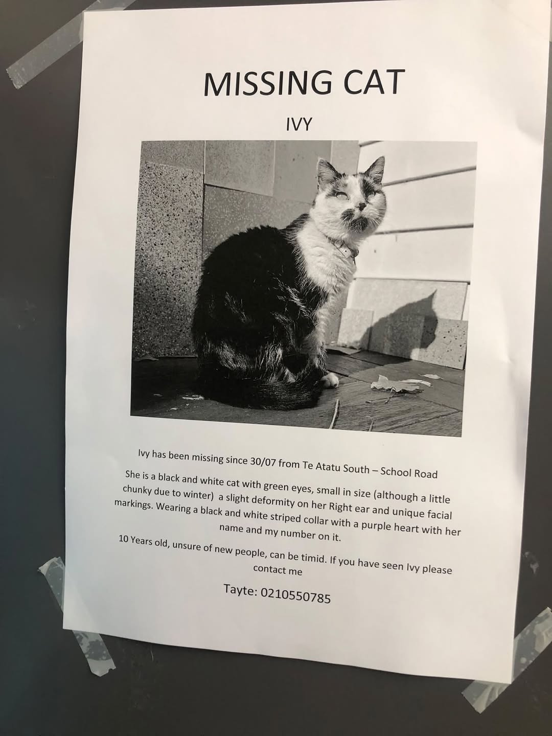 Lost cat