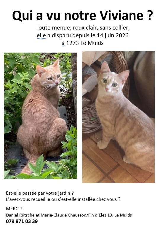 Lost Cat in Le Muids