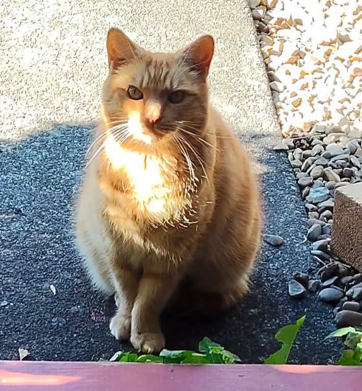 Found cat