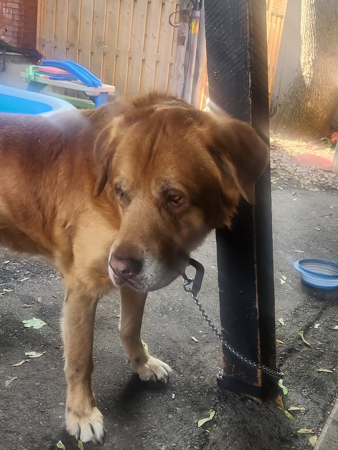 Found dog