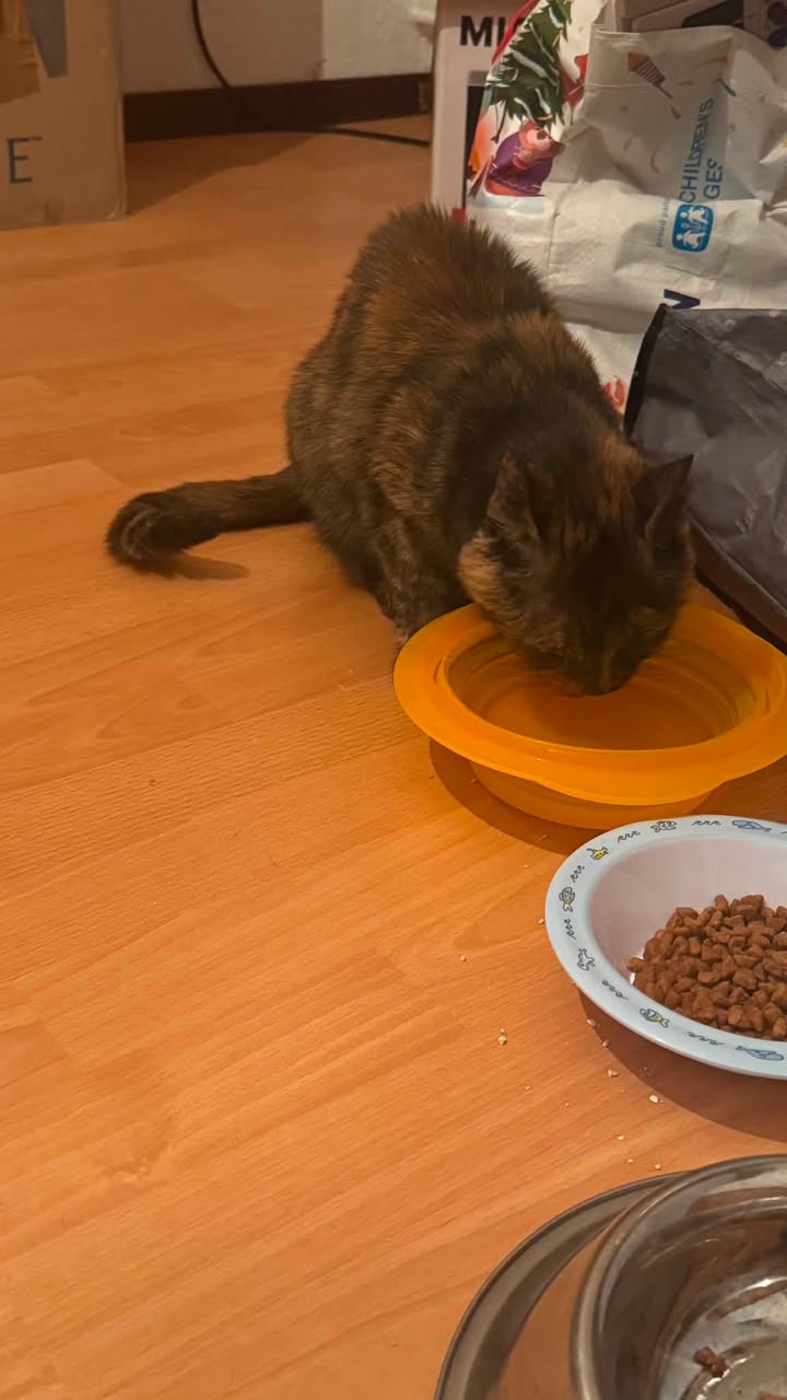 Found cat