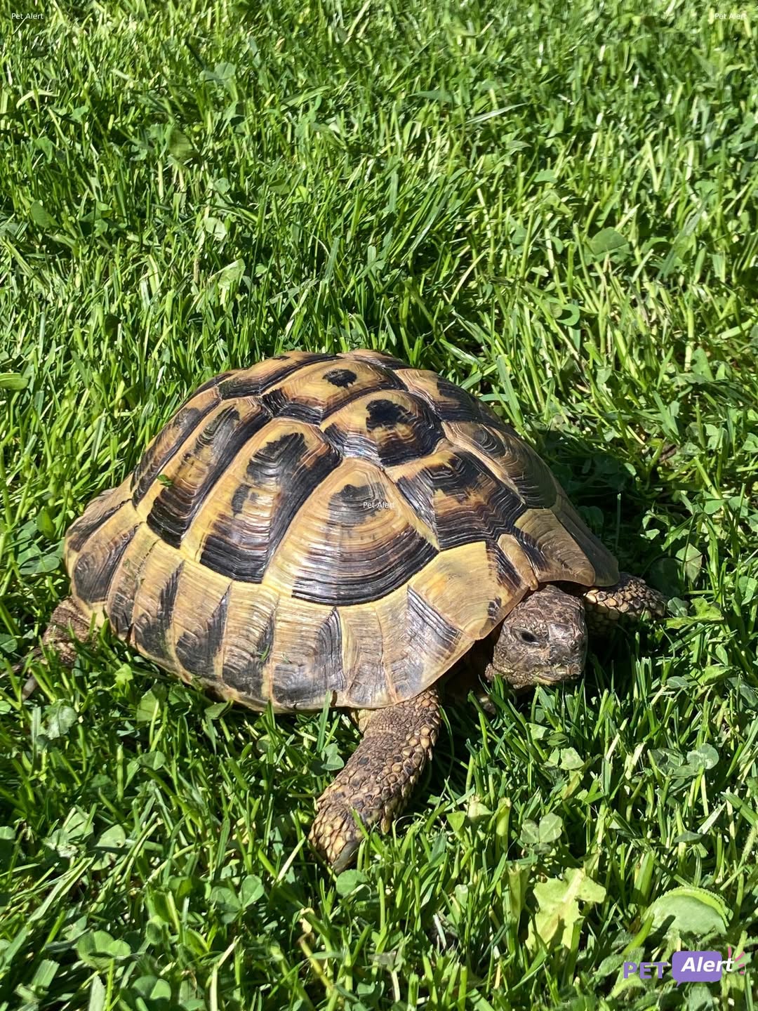 Lost tortoise