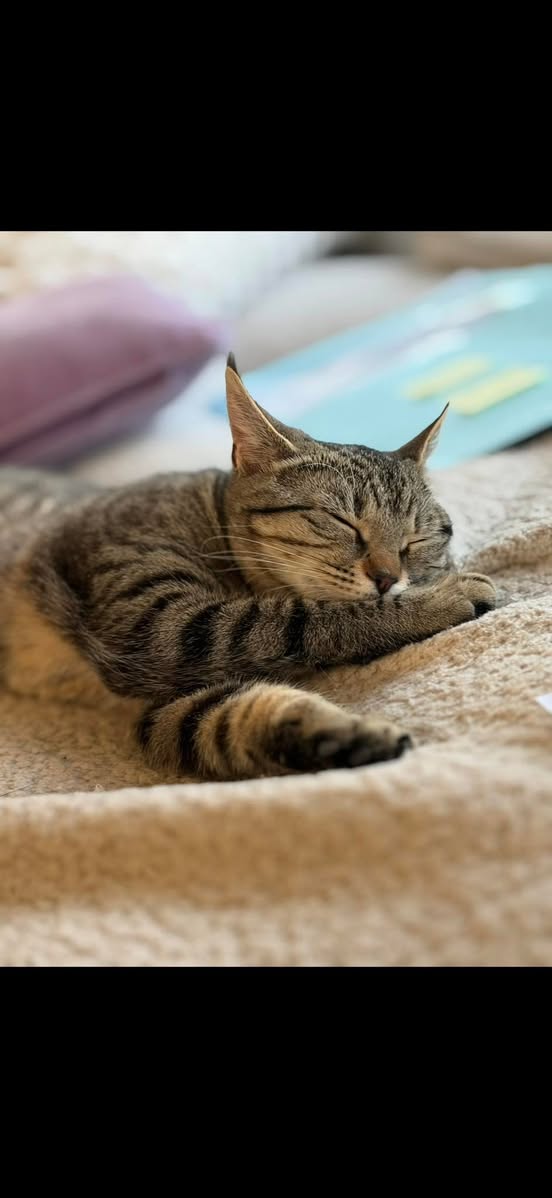 Lost Cat in Bulle