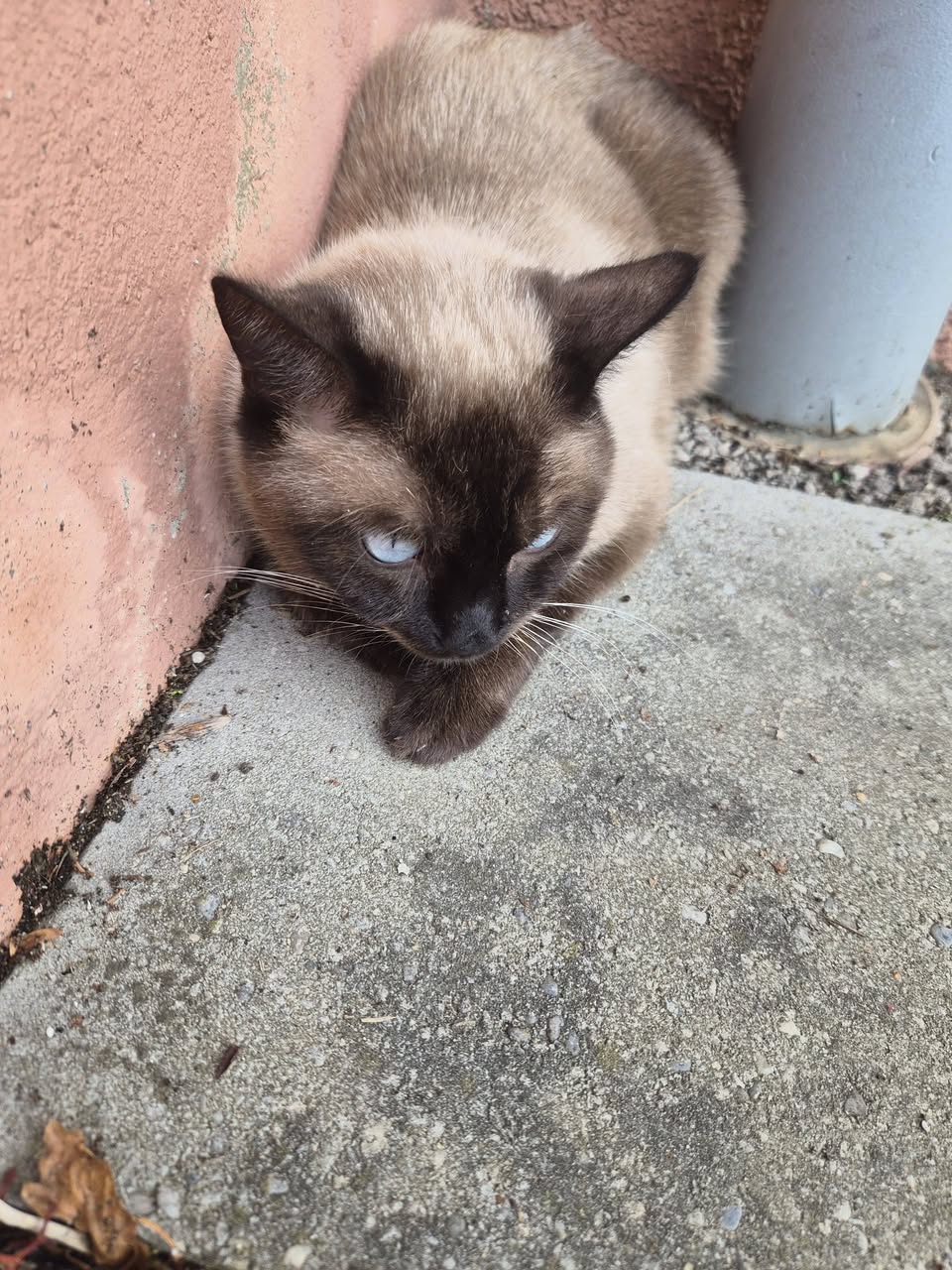Found cat