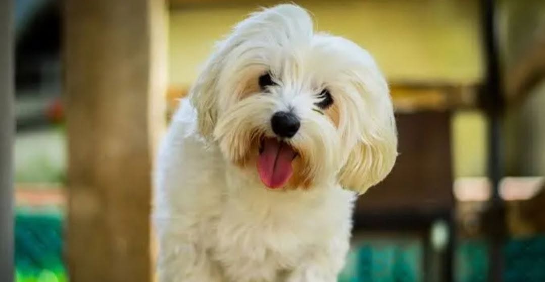 Found dog
