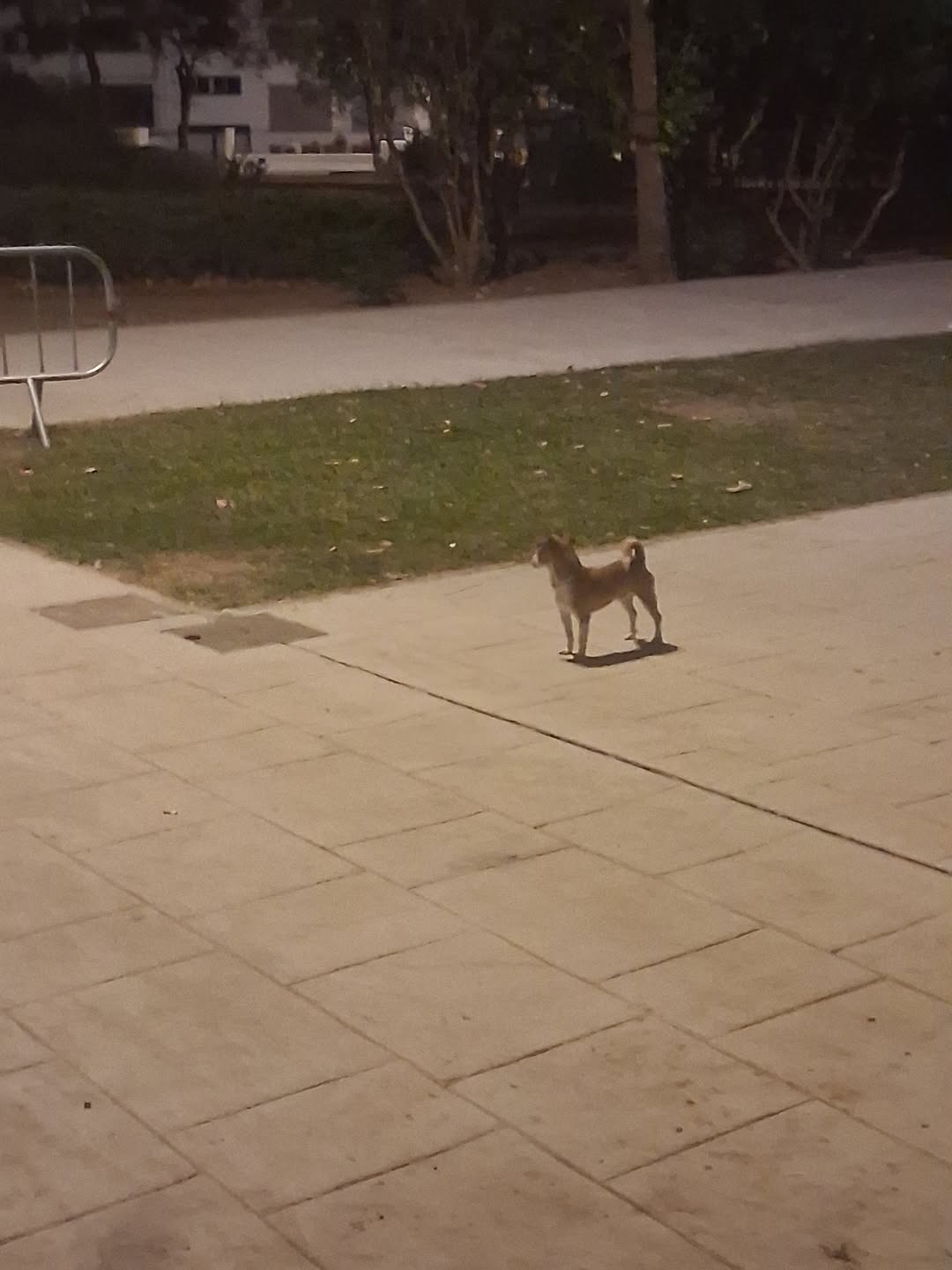 Found dog