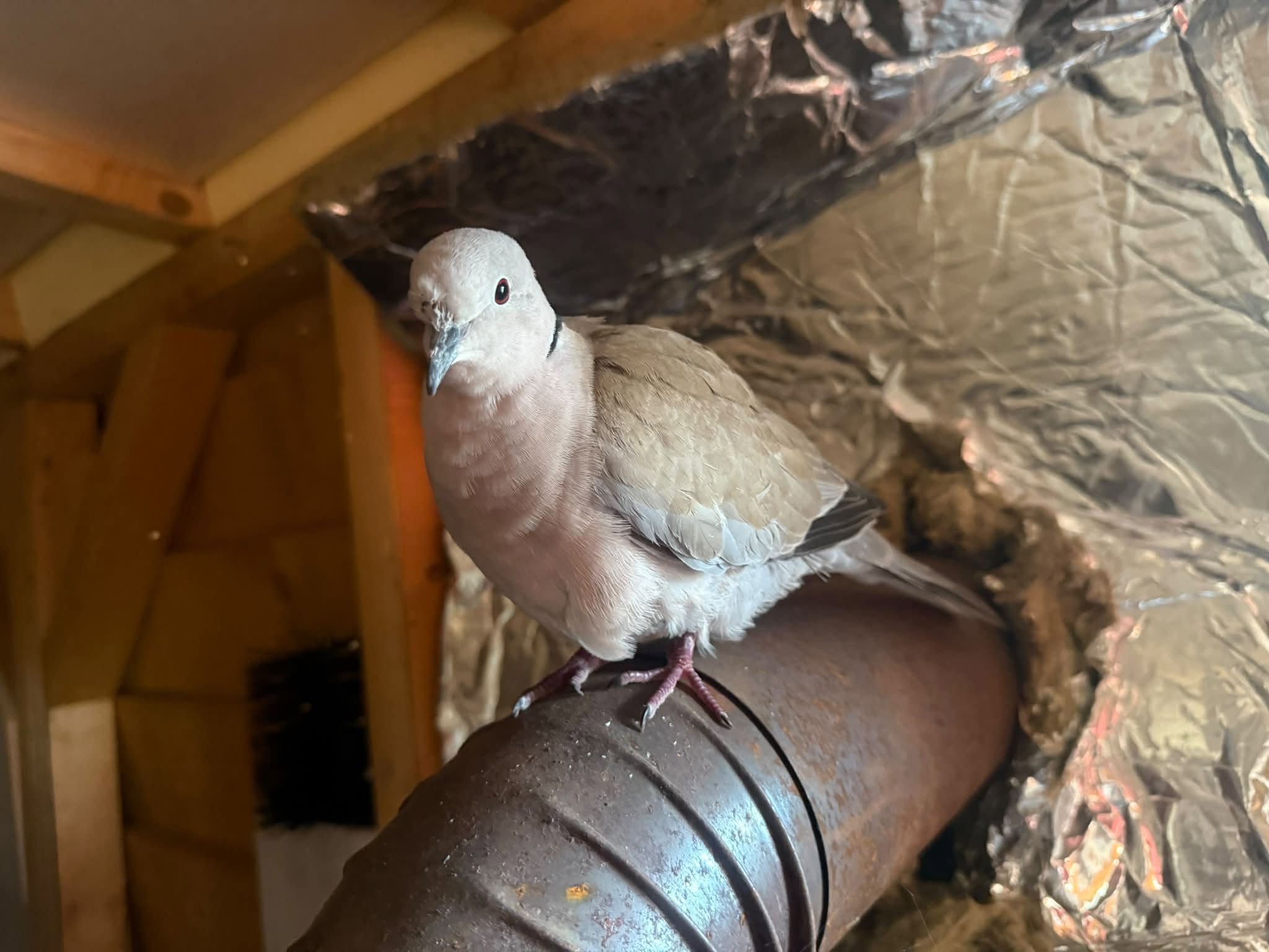 Found Bird in Vaud