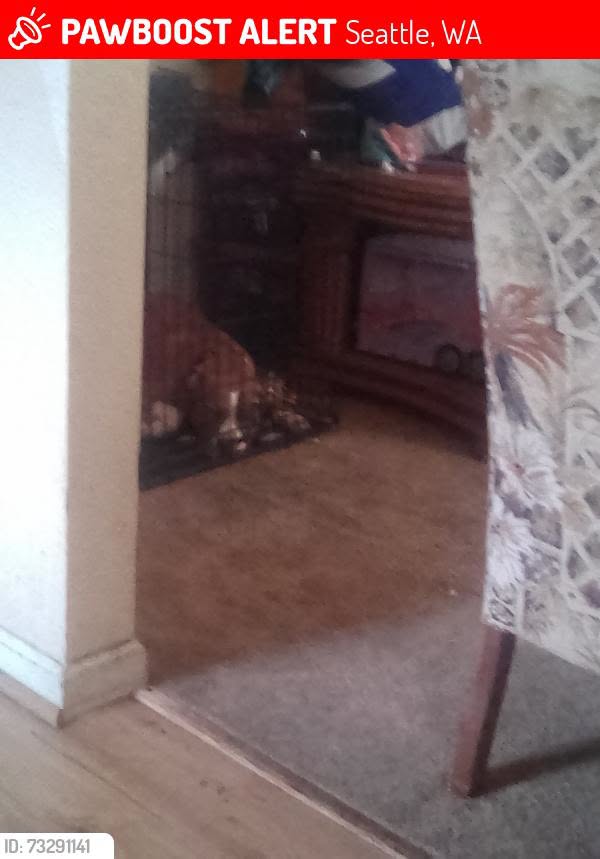 Lost dog