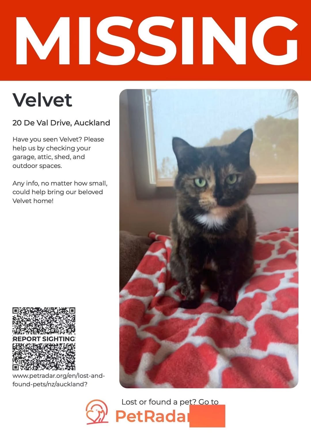 Lost cat