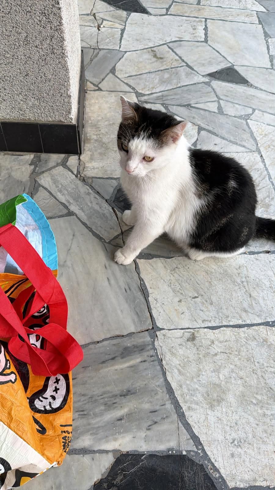 Found Cat in Suisse Romande