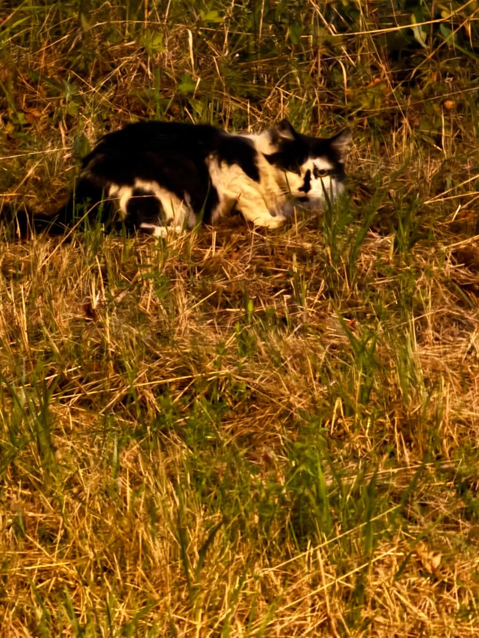 Found Cat in Romandy