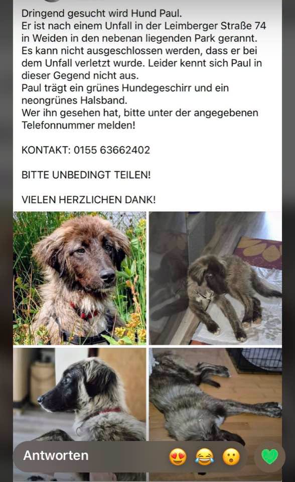 Lost Dog in Weiden