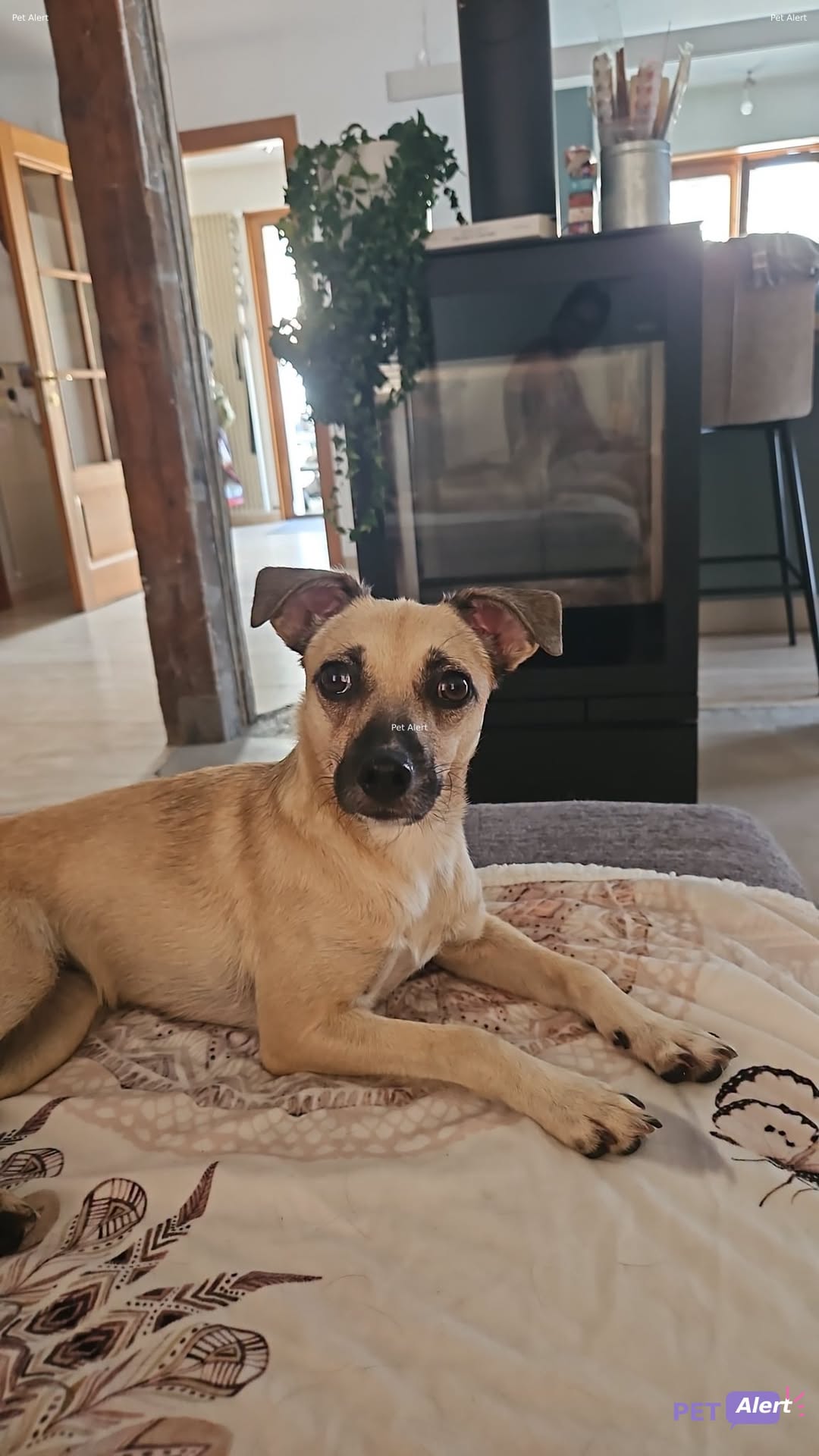 Lost Dog in Le Landeron