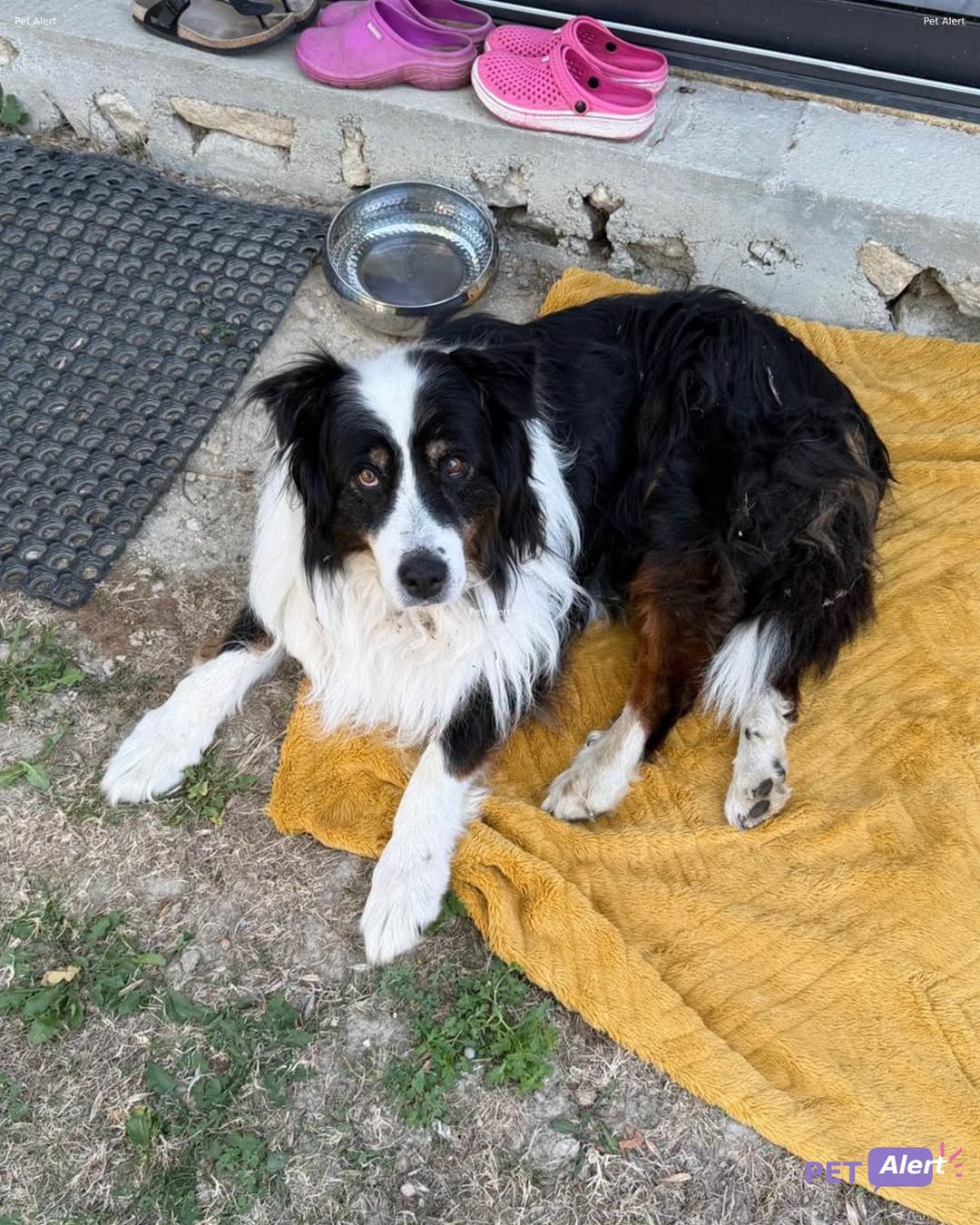 Lost Dog in Chavornay