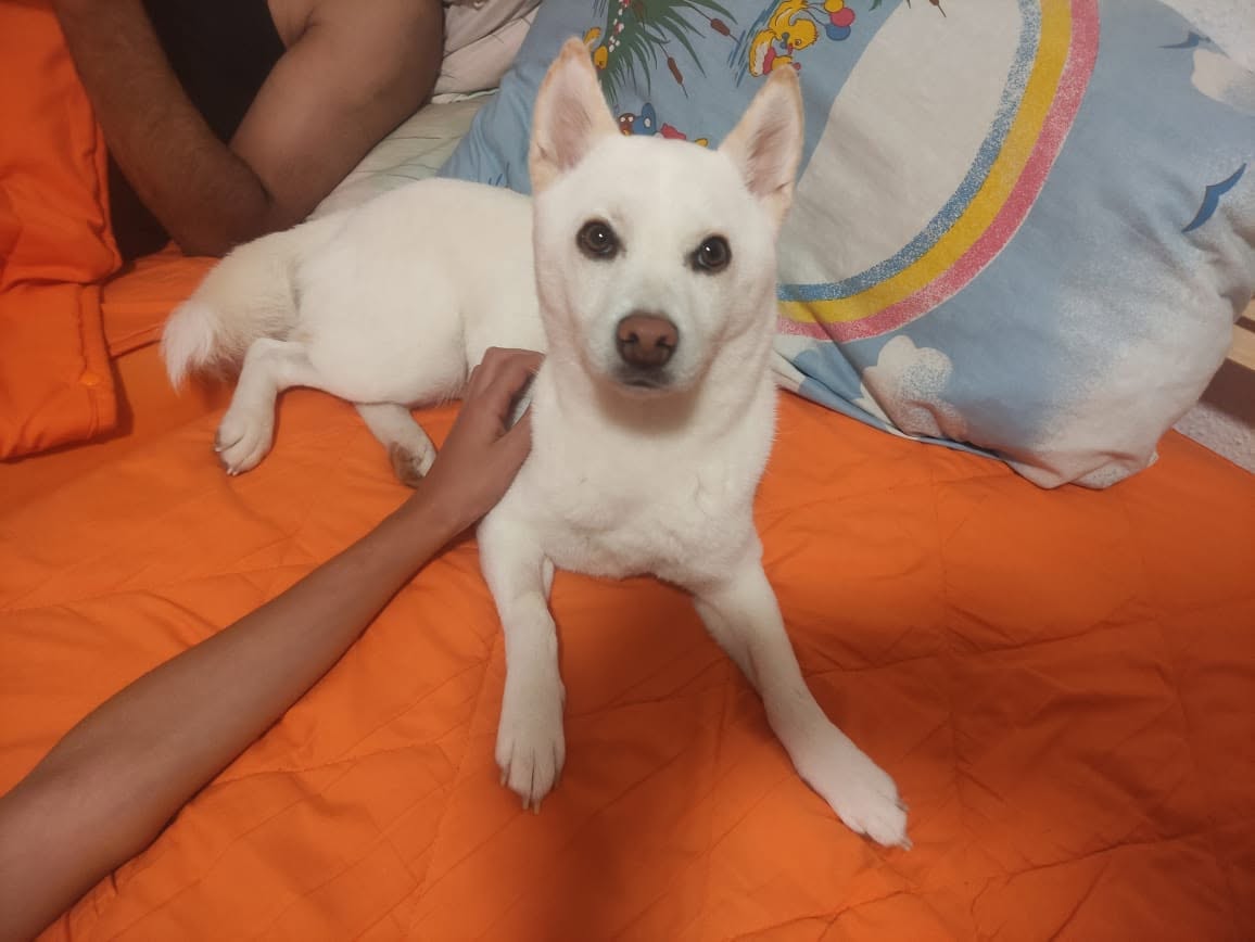 Lost Dog in Germany