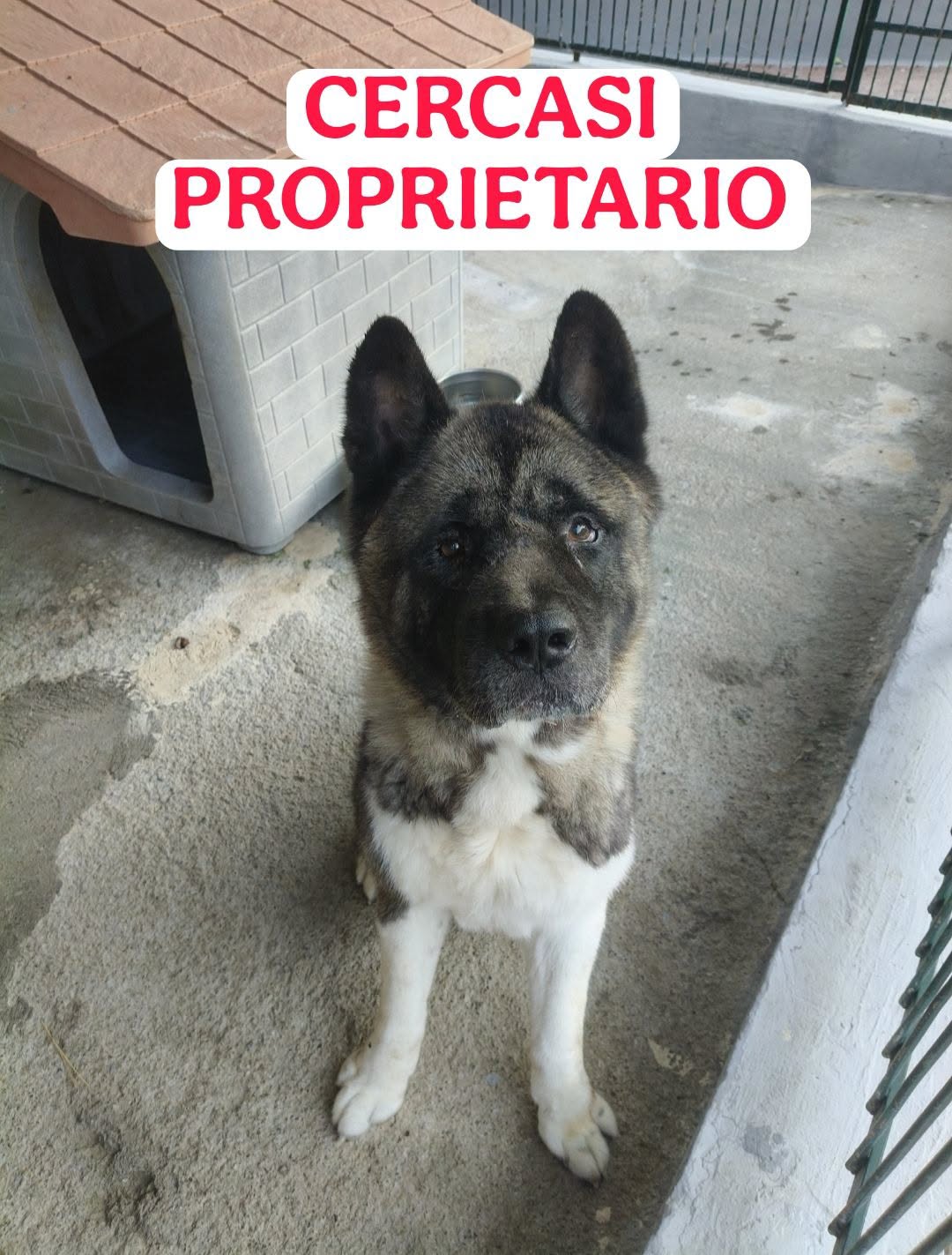 Found Dog in Ospedaletti