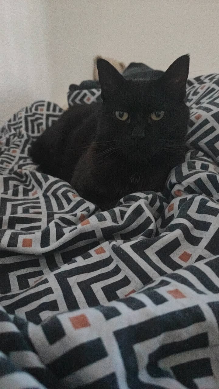 Lost Cat in Miex