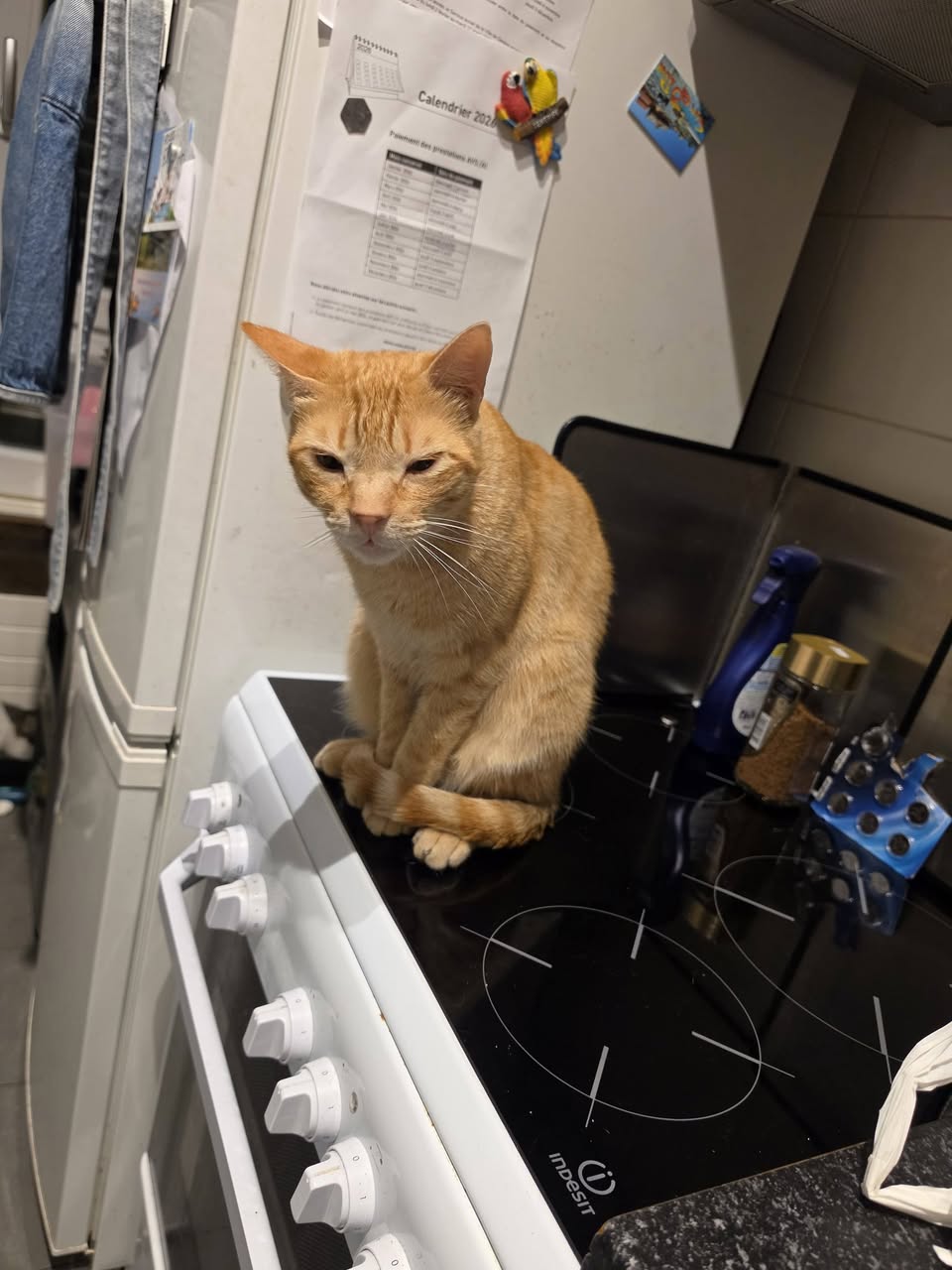 Found cat