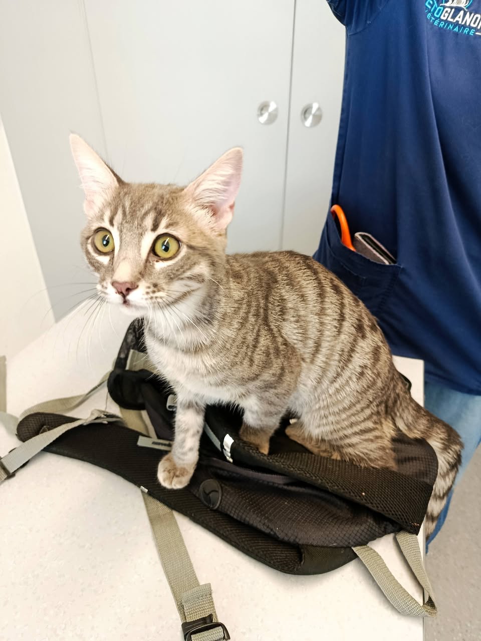 Found cat