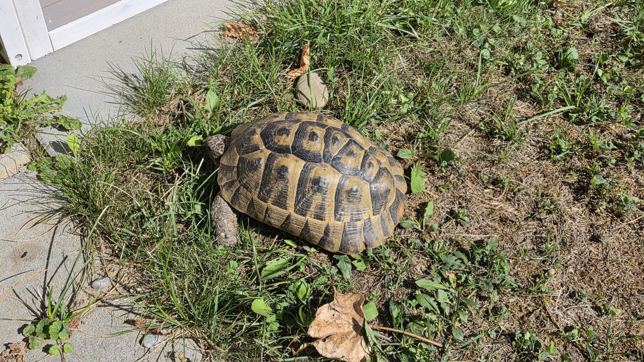 Found tortoise
