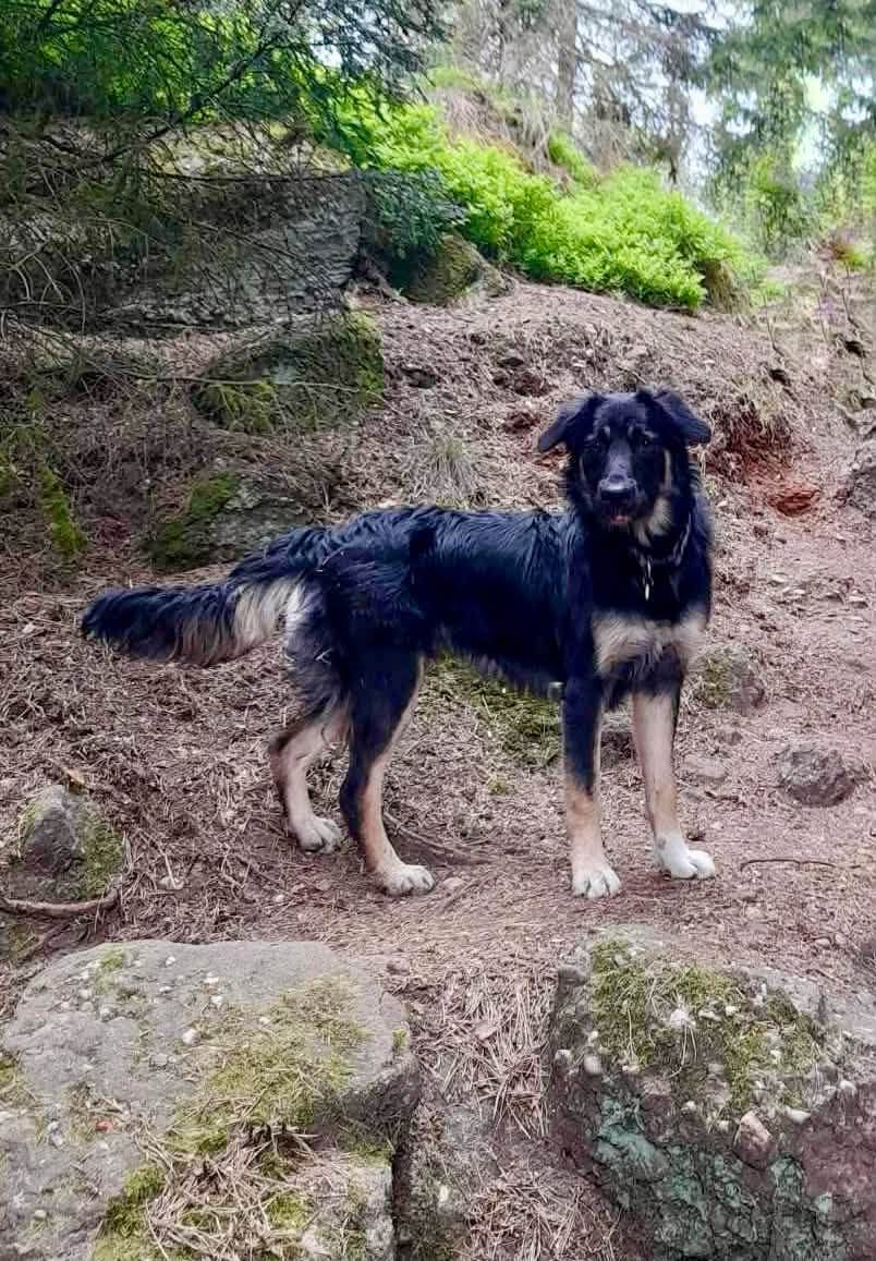 Lost Dog in Rotenbachkopf
