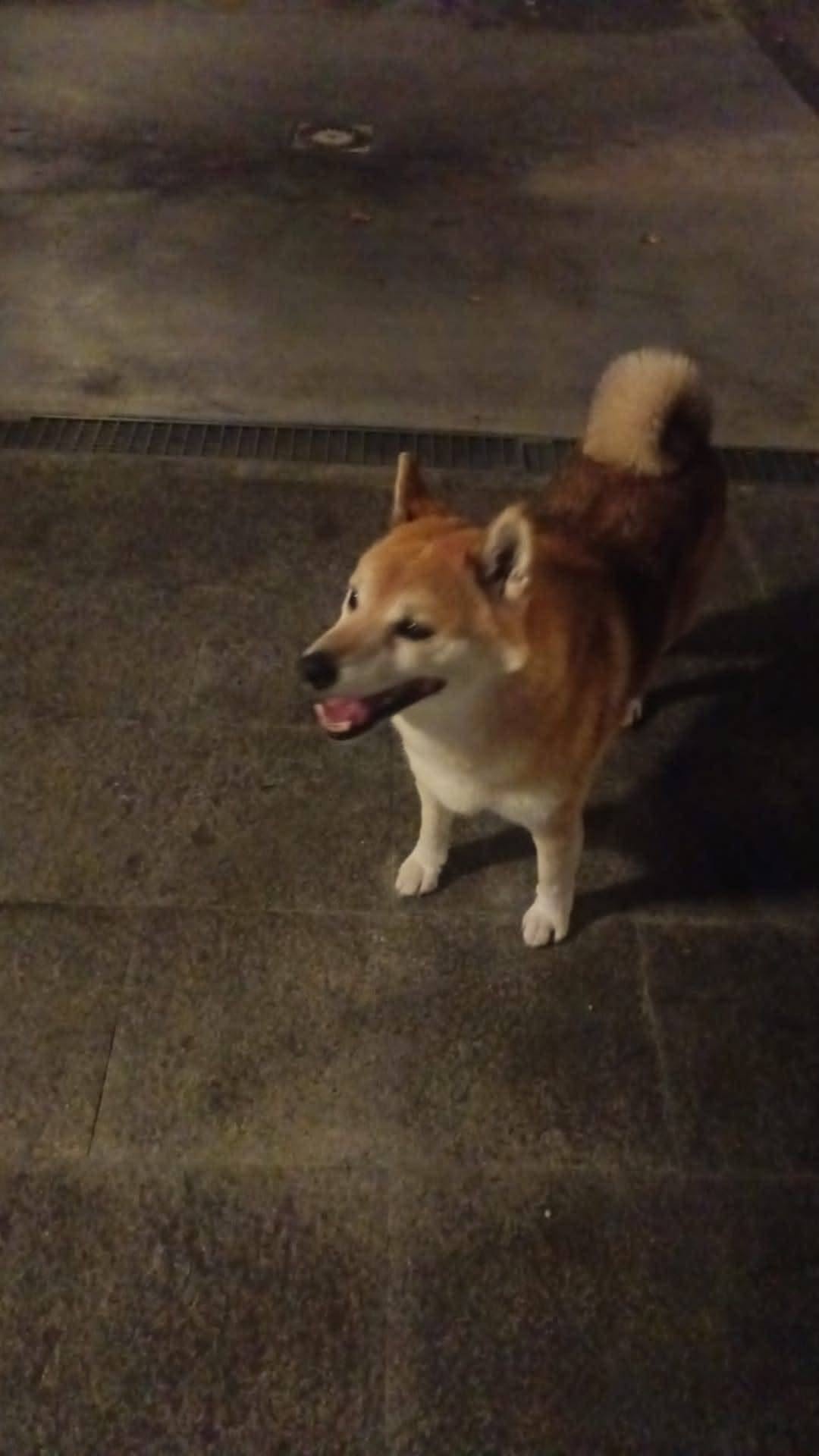 Found dog