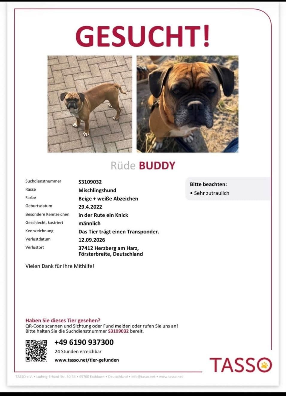 Lost Dog in Herzberg Am Harz