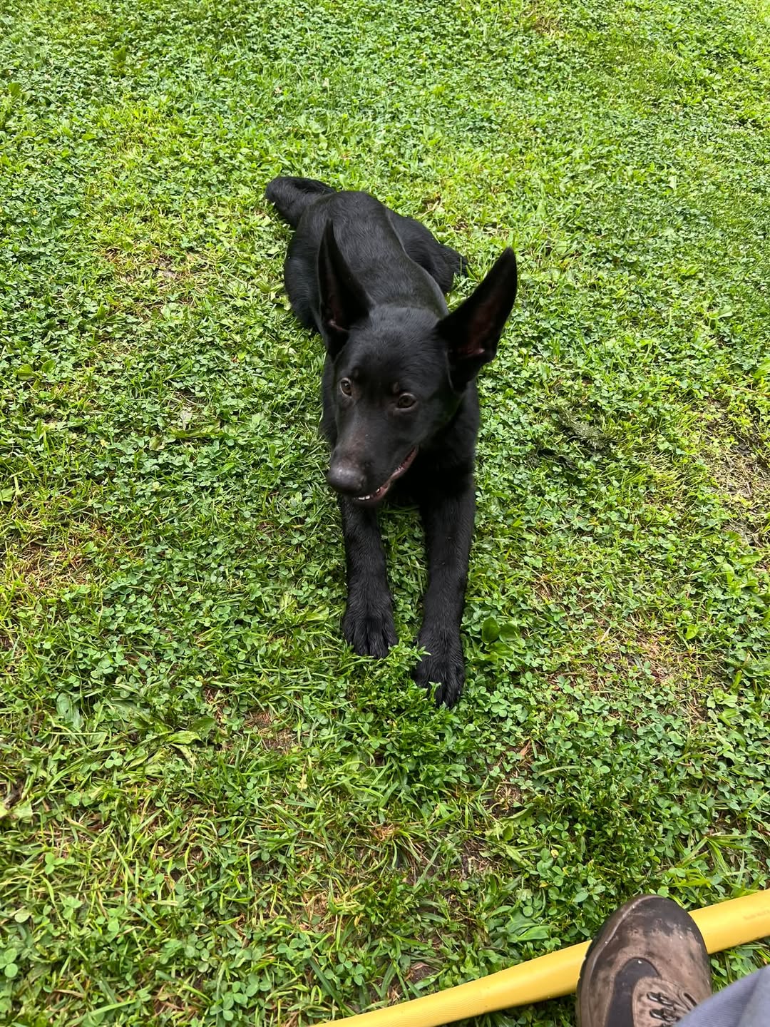 Found dog