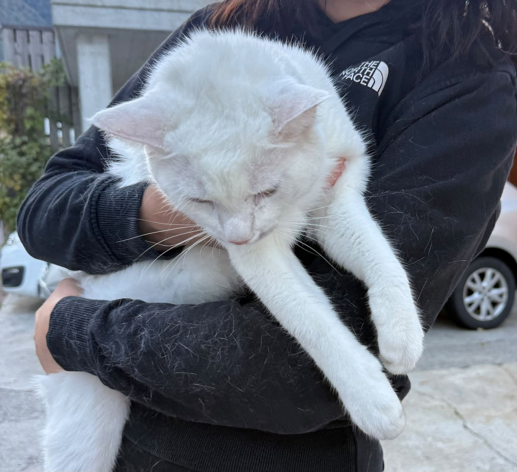 Found cat