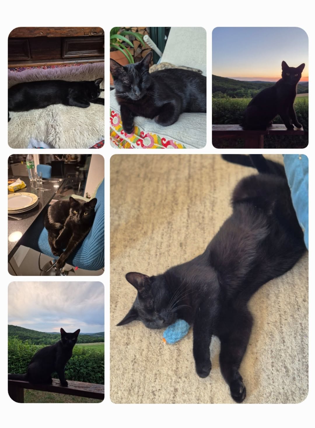 Lost Cat in Suisse Romande
