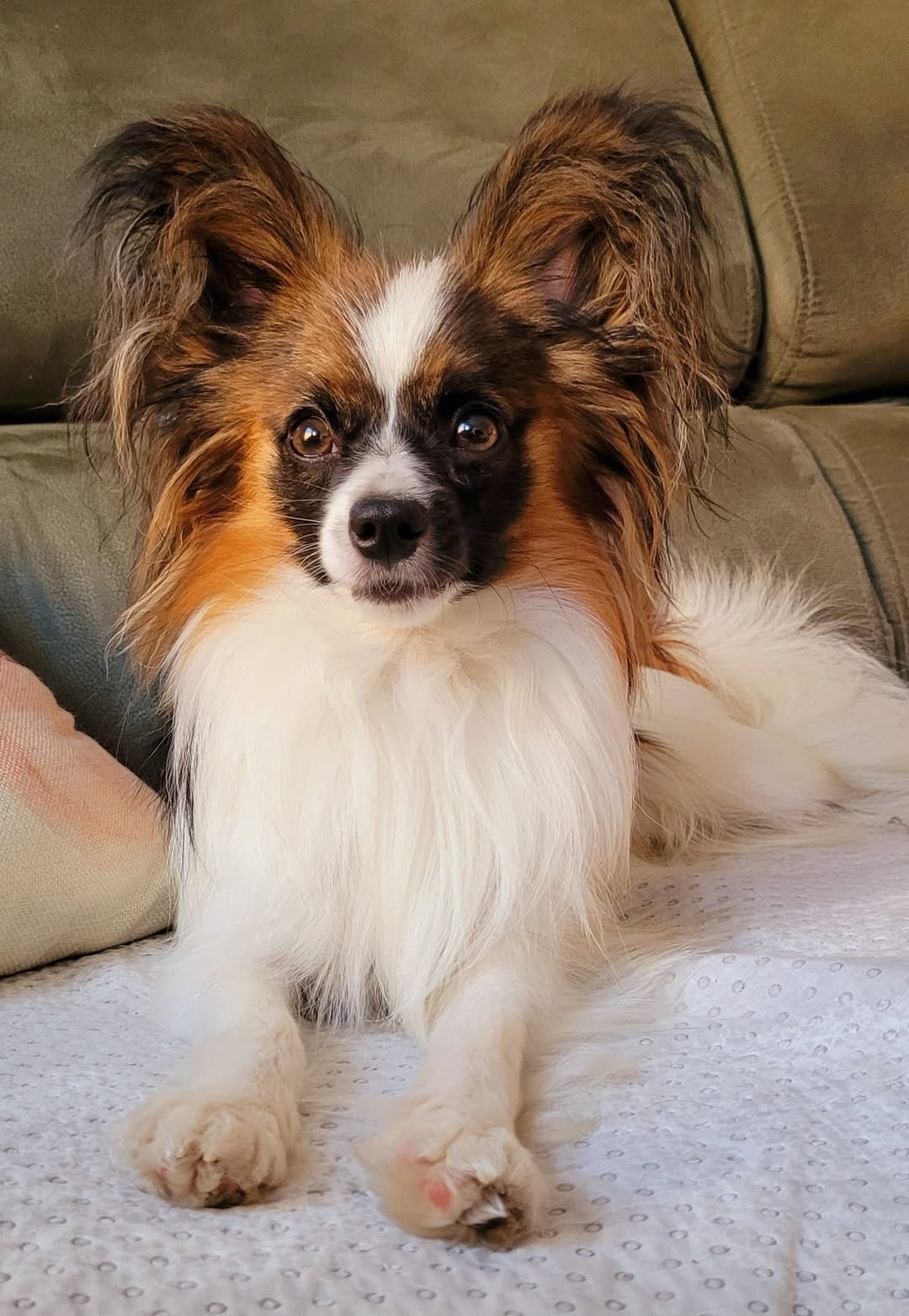 Lost Dog in Romandy