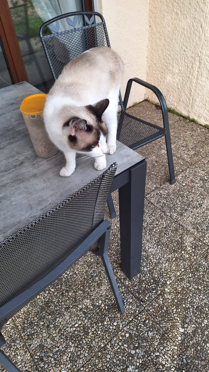 Found cat
