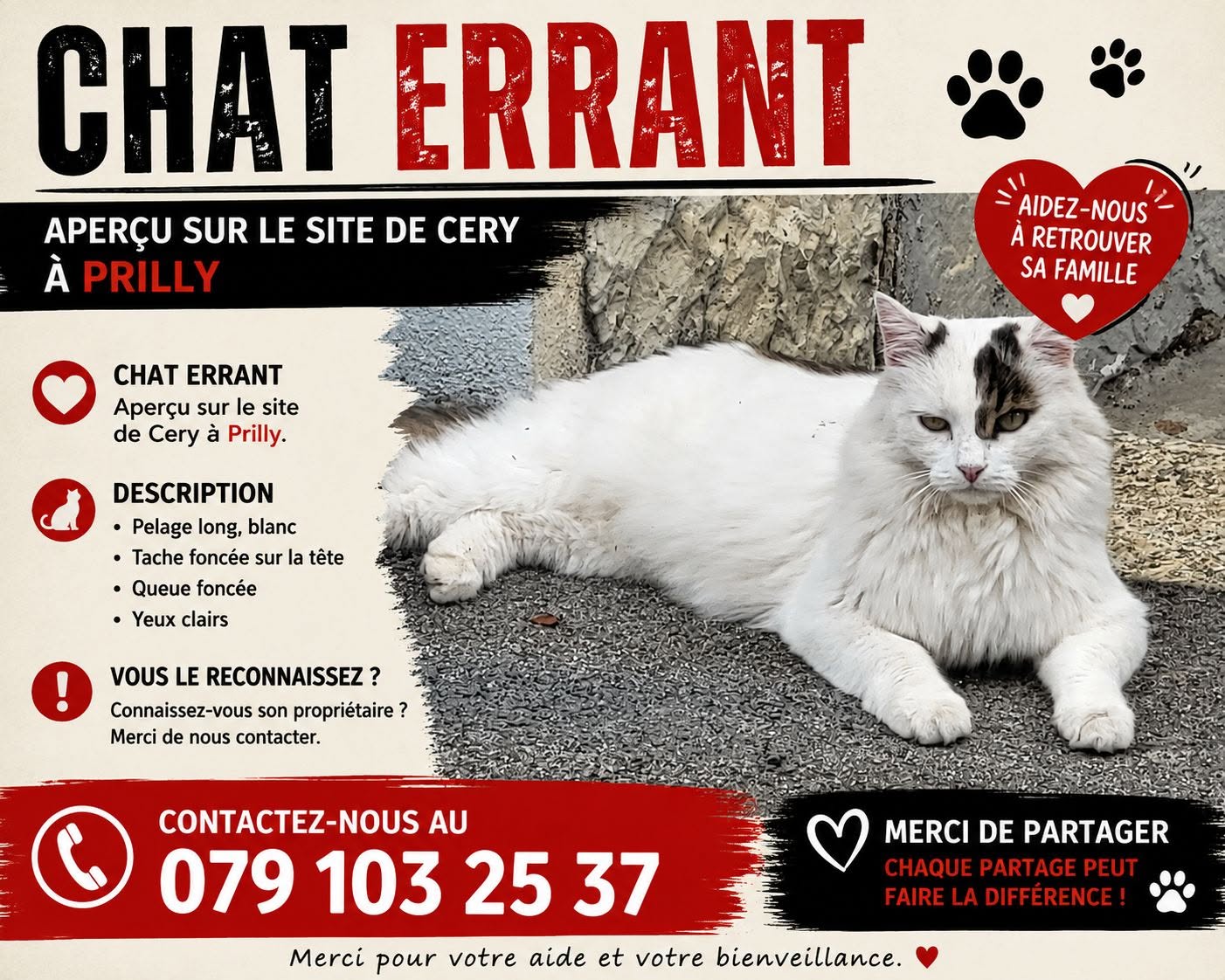 Found cat