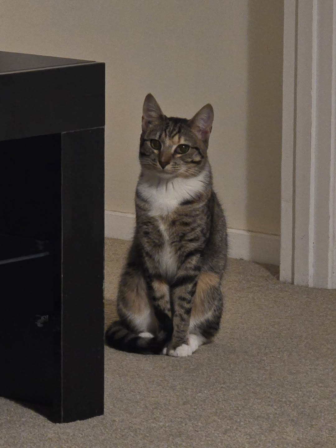 Lost cat