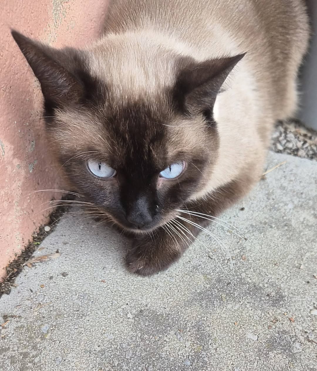 Found cat